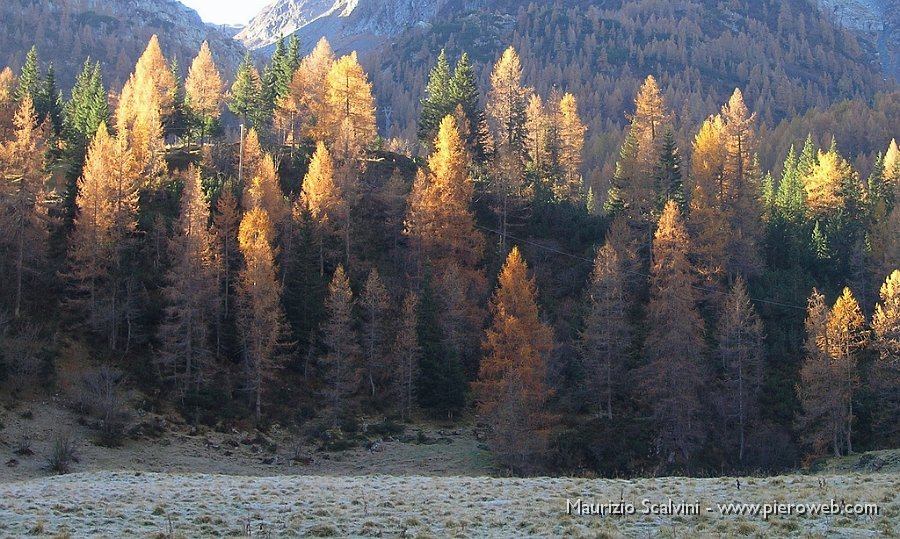 02 Larici sulle sponde del Lago del Prato.JPG